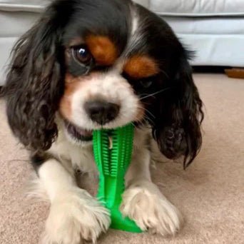 Jouet brosse à dents pour chiens - Soin dentaire et plaisir ludique