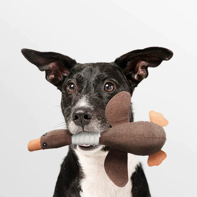 Canard Indestructible - Le jouet fort pour chien